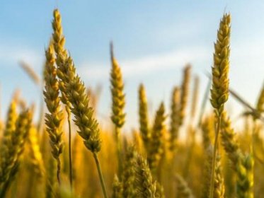 NOBALwheat – breeding toolbox for sustainable food system of the NOrdic BALtic region